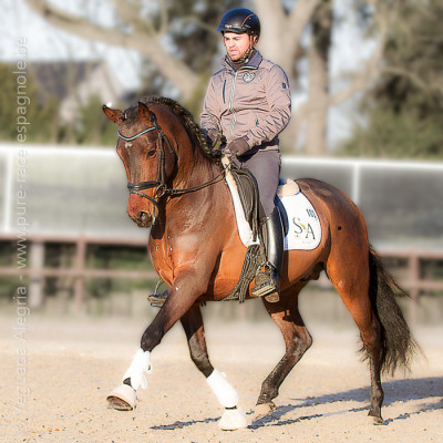 Jeune cheval concours DR Pays Bas