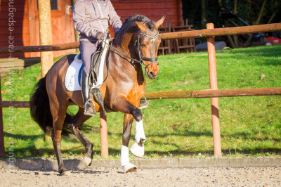 Jeune cheval concours DR Pays Bas