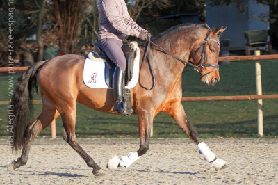 Jeune cheval concours DR Pays Bas