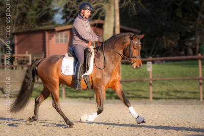 Jeune cheval concours DR Pays Bas