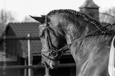 Jeune cheval concours DR Pays Bas