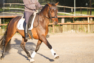 Jeune cheval concours DR Pays Bas