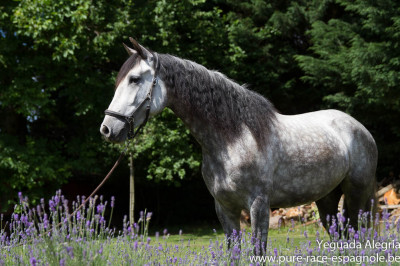 Jument PRE dressage