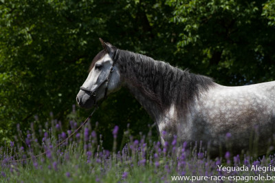 Jument PRE dressage