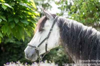 Jument PRE dressage