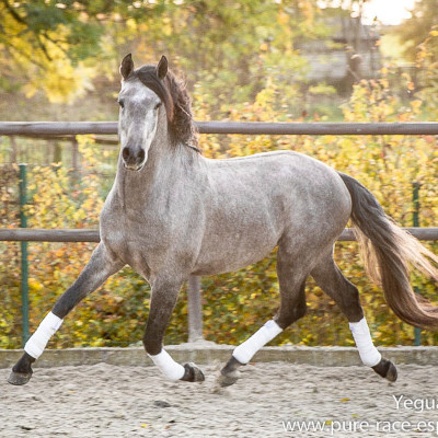 Hongre Dressage Allemagne