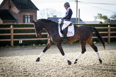 Jument dressage Finlande