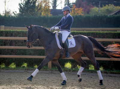 Jument dressage Finlande