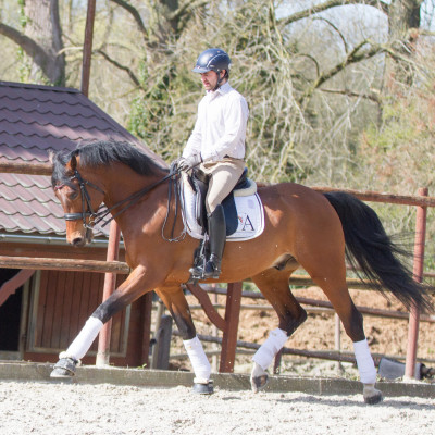 Hongre cavalier junior au Luxembourg