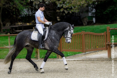 Etalon champion j chevaux France