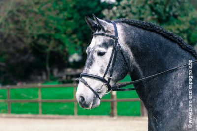 Etalon champion j chevaux France