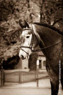 Etalon champion j chevaux France