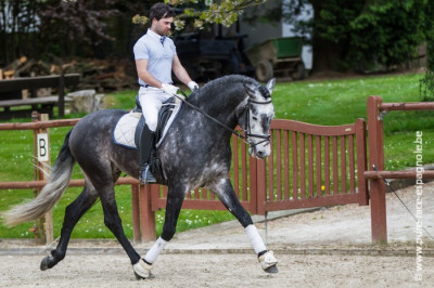 Etalon champion j chevaux France