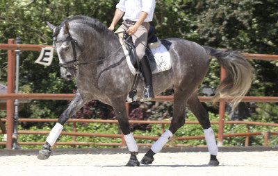 Cheval de concours et loisir Belgique