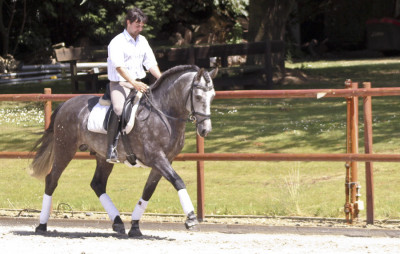 Cheval de concours et loisir Belgique