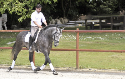 Cheval de concours et loisir Belgique