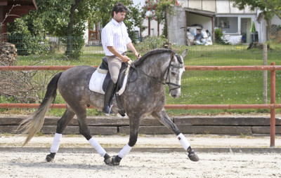 Cheval de concours et loisir Belgique