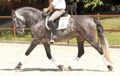 Cheval de concours et loisir Belgique