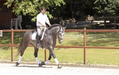 Cheval de concours et loisir Belgique