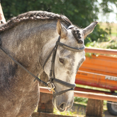 Cheval de concours et loisir Belgique