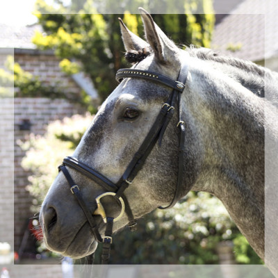 Cheval de concours et loisir Belgique