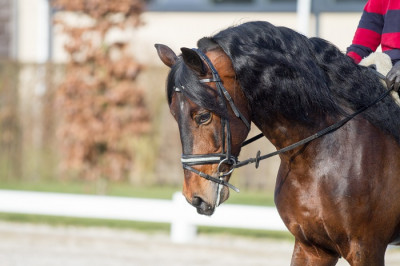 Etalon Dressage USA