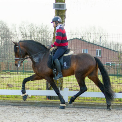 2017  Master Cheval Ibérique <div>Maestro Alegria</div>