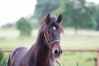 Etalon de Dressage niveau 4