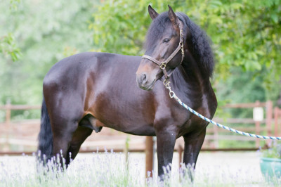 Etalon de Dressage niveau 4