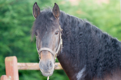 Etalon de Dressage niveau 4