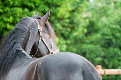 Etalon de Dressage niveau 4