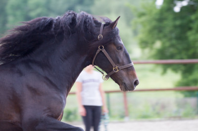 Etalon de Dressage niveau 4