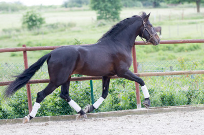 Etalon de Dressage niveau 4