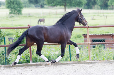 Etalon de Dressage niveau 4