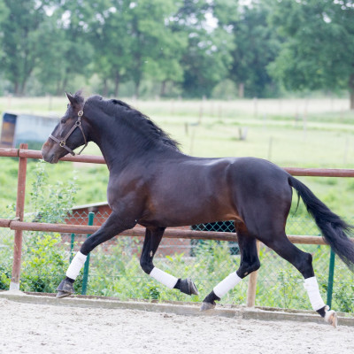 Etalon de Dressage niveau 4