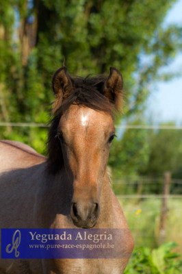 Jument Dressage