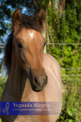 Jument Dressage