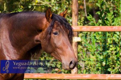 2009: Etalon 5 ans dressage