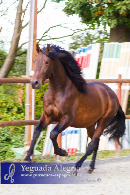 2009: Etalon 5 ans dressage