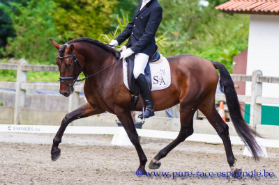 2009: Etalon 5 ans dressage