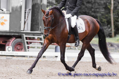 2009: Etalon 5 ans dressage