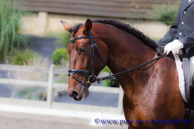 2009: Etalon 5 ans dressage