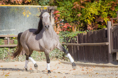 Hongre Dressage Allemagne