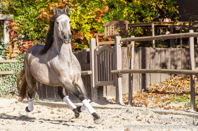 Hongre Dressage Allemagne