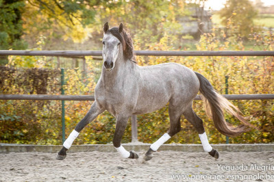 Hongre Dressage Allemagne