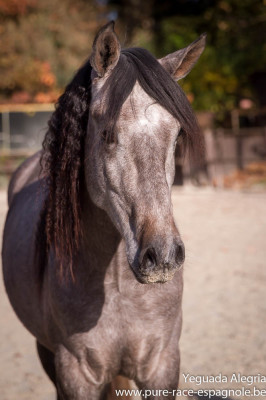 Hongre Dressage Allemagne