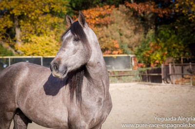 Hongre Dressage Allemagne