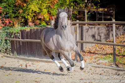 Hongre Dressage Allemagne