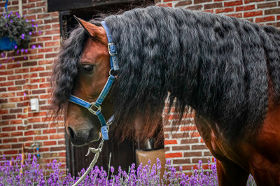 Étalon dressage