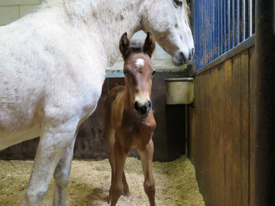 Étalon dressage